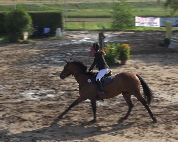Reitturnier Neuss-Uedesheim 2019