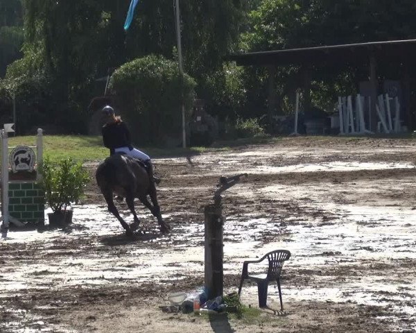 Reitturnier Neuss-Uedesheim 2019