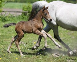 Pferd Dark Beauty J (Deutsches Reitpony, 2016, von Dance For Me)