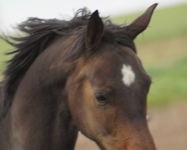 broodmare Wega Weissenara (Hanoverian, 2012, from Feuerspiel)