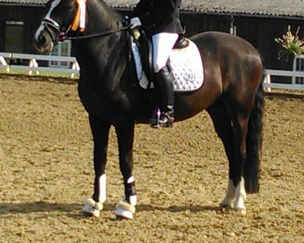 Dressurpferd Kaiser - Cash (Deutsches Reitpony, 2005, von Kaiserwalzer)