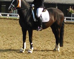 Dressurpferd Kaiser - Cash (Deutsches Reitpony, 2005, von Kaiserwalzer)
