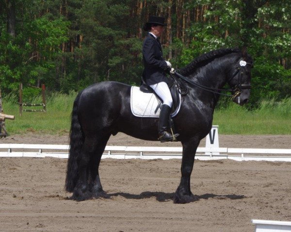 Pferd Jasper 164 (Friese, 2002, von Nanno) Pferd Jasper 164 (Friese, 2002, von Nanno)