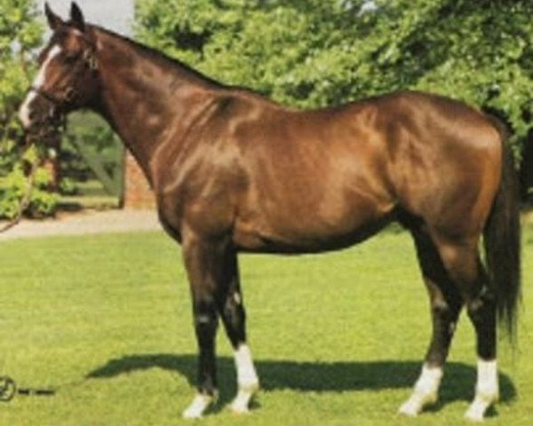 stallion Thorn Dance xx (Thoroughbred, 1986, from Northern Dancer xx)