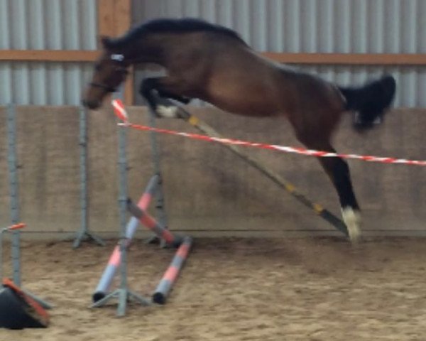 Springpferd Orval van't Meerhof (Belgisches Warmblut, 2014, von Toulon)