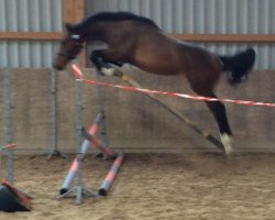 jumper Orval van't Meerhof (Belgian Warmblood, 2014, from Toulon)