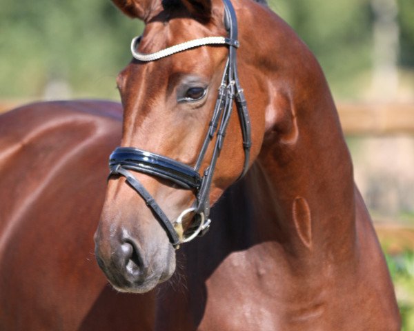 broodmare Chiquita (Westphalian, 2012, from Conen)