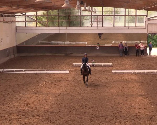 Reitturnier Dallgow 2019