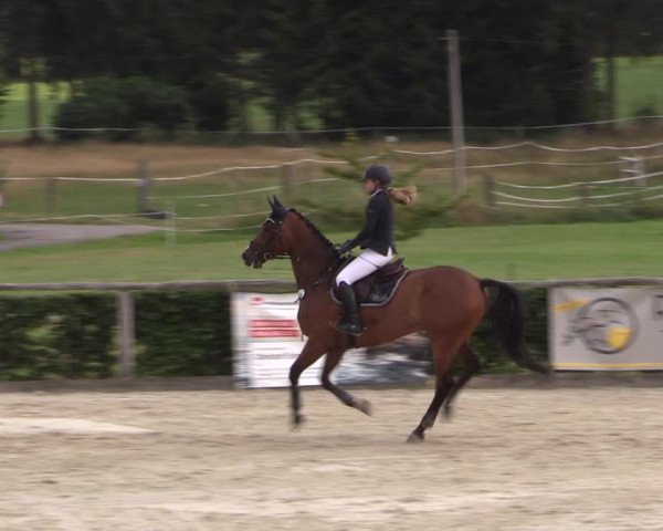 Reitturnier Monschau-Mützenich 2019