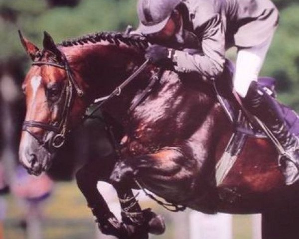 stallion Frisbee Kerellec (Selle Français, 1993, from Jalisco B)