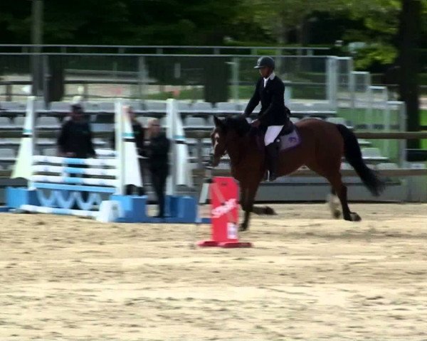 Cavallo da salto Vadim Courcelle (Selle Français, 2009, di Olympique Libellule)