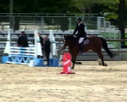 jumper Vadim Courcelle (Selle Français, 2009, from Olympique Libellule)
