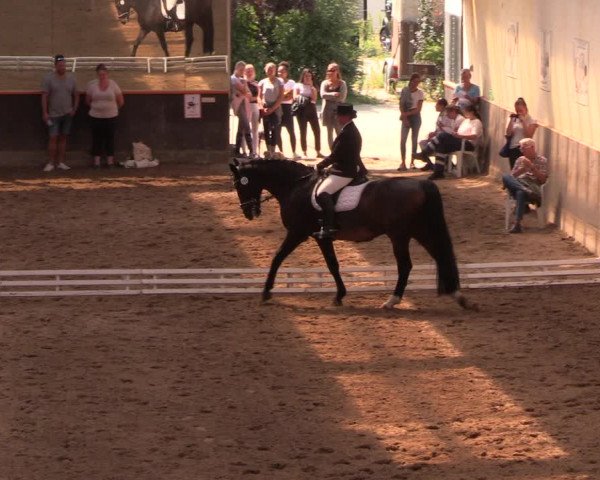 Reitturnier Dallgow 2019