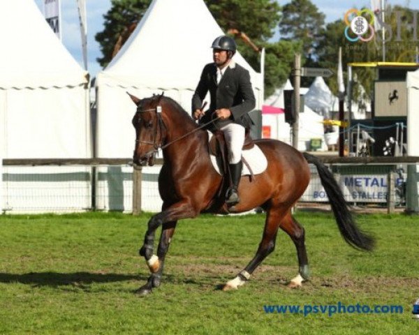 Pferd Vackharm du Bosc (Selle Français, 2009, von L'Arc de Triomphe)