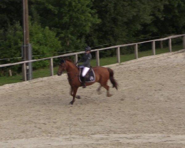Reitturnier Monschau-Mützenich 2019