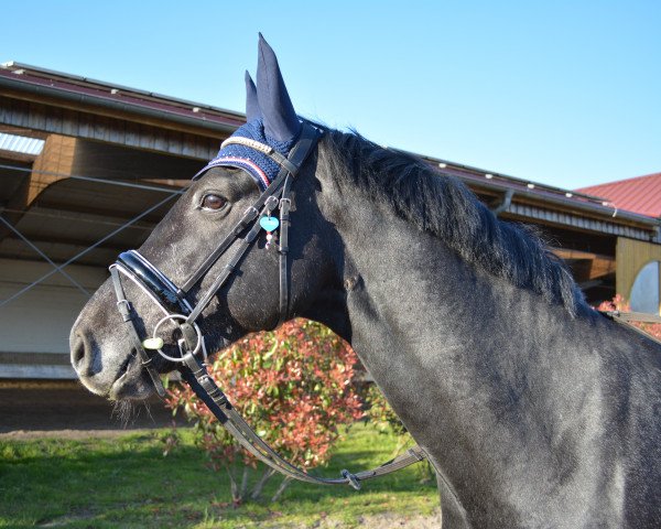 horse Dorotheental's Accino (Holsteiner, 2012, from Acodetto I)