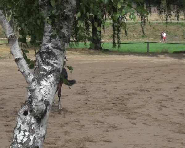 Reitturnier Neuss-Uedesheim 2019