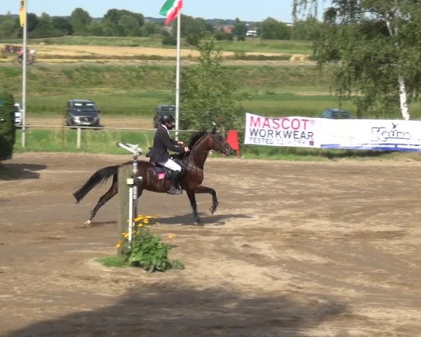 Reitturnier Neuss-Uedesheim 2019