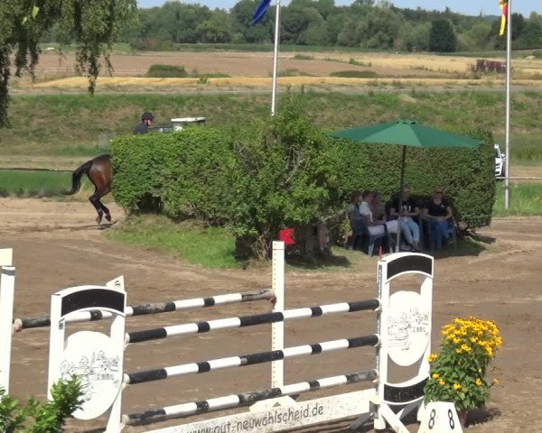 Reitturnier Neuss-Uedesheim 2019