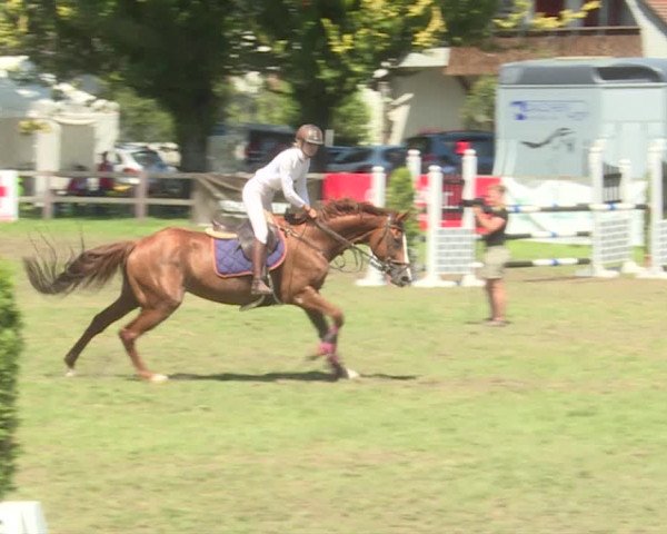 Reitturnier Langenthal 2019