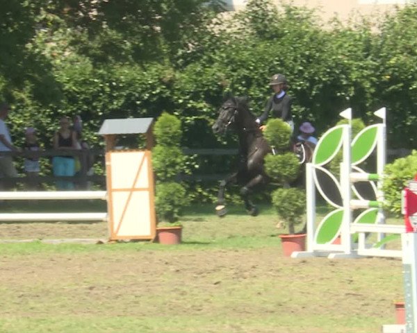 Reitturnier Langenthal 2019