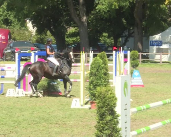 Reitturnier Langenthal 2019