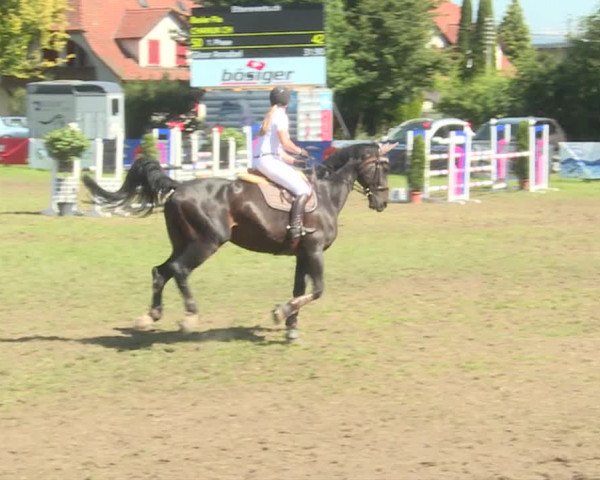 Reitturnier Langenthal 2019