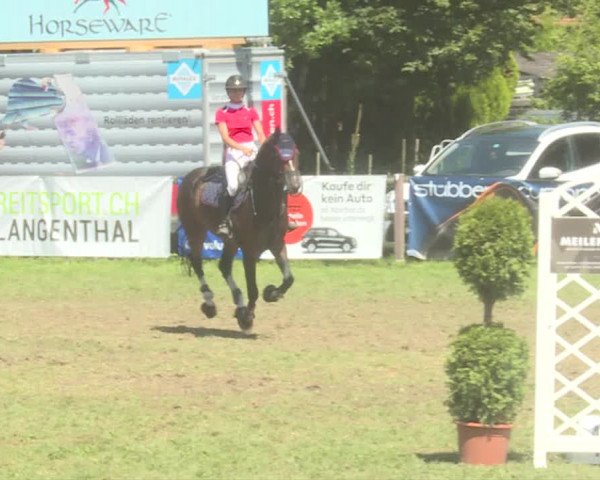 Reitturnier Langenthal 2019