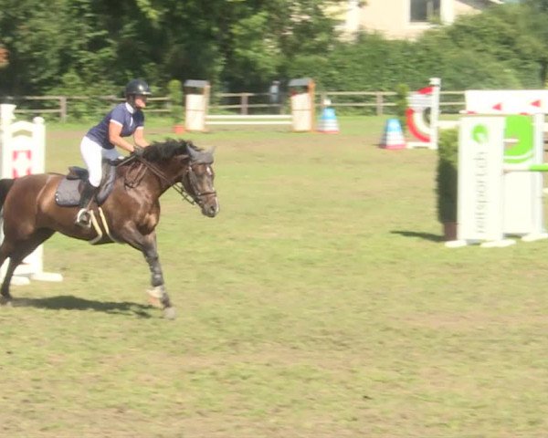 Reitturnier Langenthal 2019