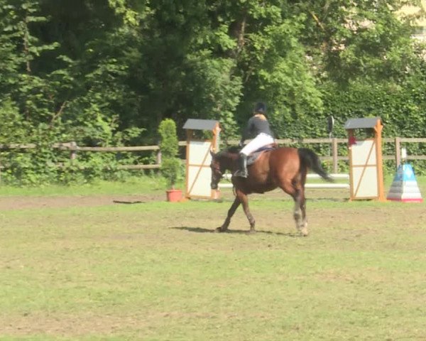 Reitturnier Langenthal 2019