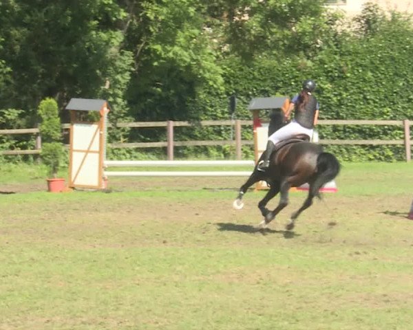 Reitturnier Langenthal 2019