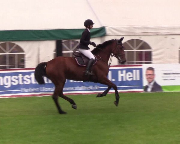 Reitturnier Behrendorf 2019