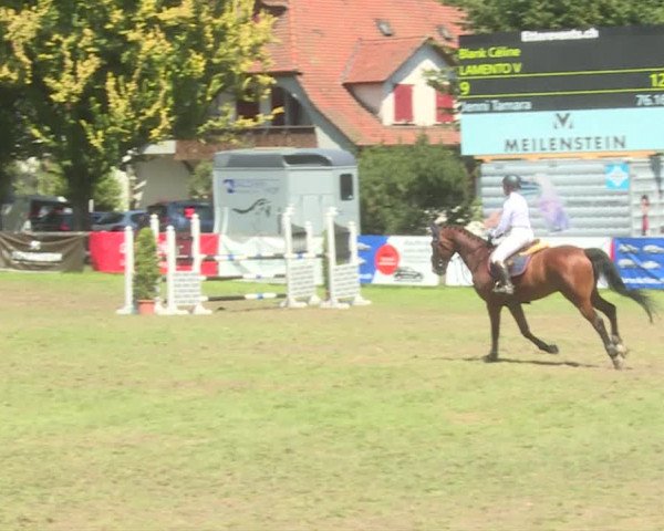 Reitturnier Langenthal 2019