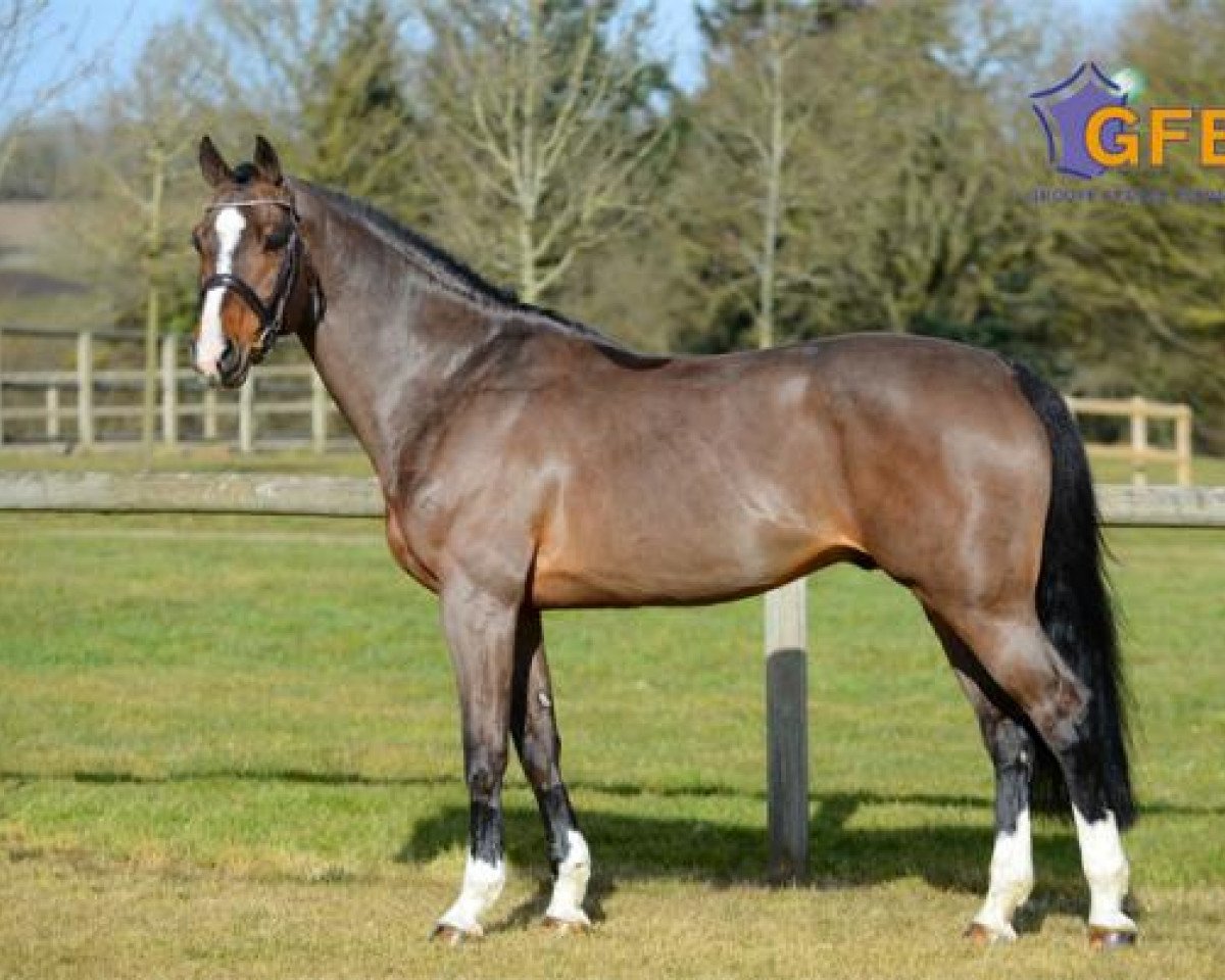 stallion Consul de la Vie Z (Zangersheide riding horse, 2004, from Clinton)
