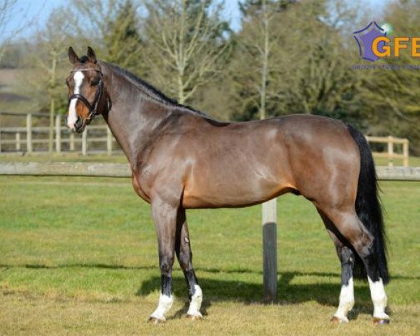 stallion Consul de la Vie Z (Zangersheide riding horse, 2004, from Clinton) stallion Consul de la Vie Z (Zangersheide riding horse, 2004, from Clinton)