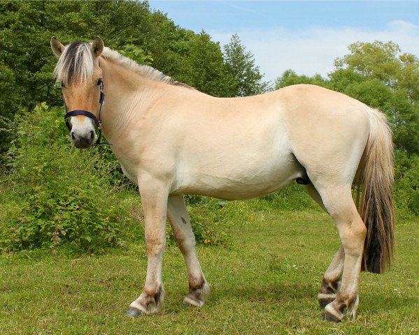 horse Kapricio (Fjord Horse, 2014, from Kelvin)
