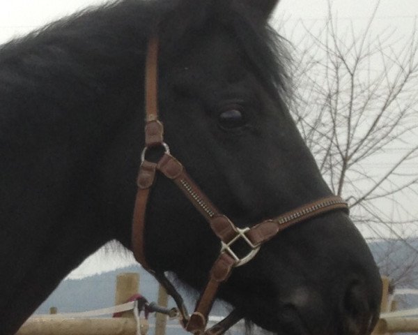 dressage horse Hofmarschall 5 (German Warmblood, 2009, from Hochmeister)