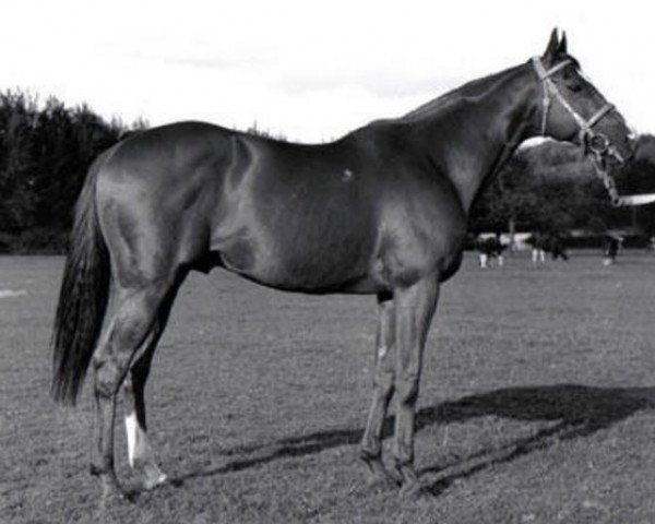 stallion Net xx (Thoroughbred, 1957, from Clarion xx)