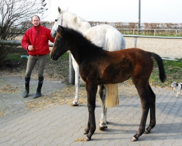 Pferd Con Cara (Zweibrücker, 2013, von Con Cosmos)