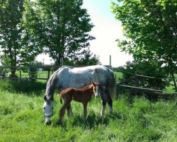 Broodmare Remis I (Holsteiner, 2001, from Colman) - Gestüt Hubertushof - Remise