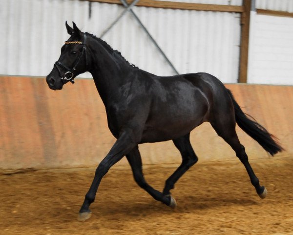 dressage horse Sirka 6 (Zweibrücken, 2009, from Stockholm)