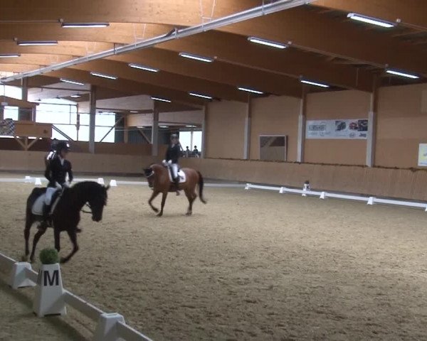 Reitturnier Grafenrheinfeld 2019