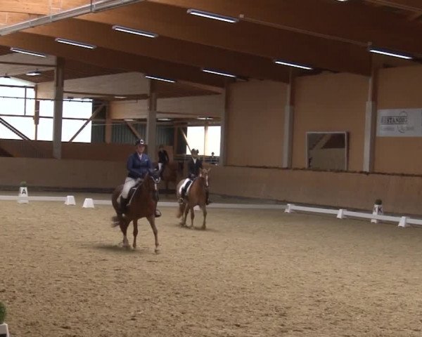 Reitturnier Grafenrheinfeld 2019