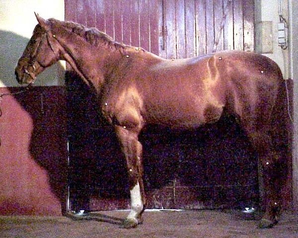 stallion Bamby d'Elle (Selle Français, 1989, from Grand Veneur) stallion Bamby d'Elle (Selle Français, 1989, from Grand Veneur)