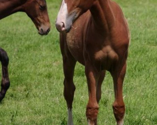 Pferd Capucine d'Elle (Selle Français, 2012, von Miami de Semilly)