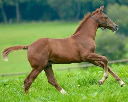 stallion Kannandor Th (Oldenburg show jumper, 2014, from Kannan)