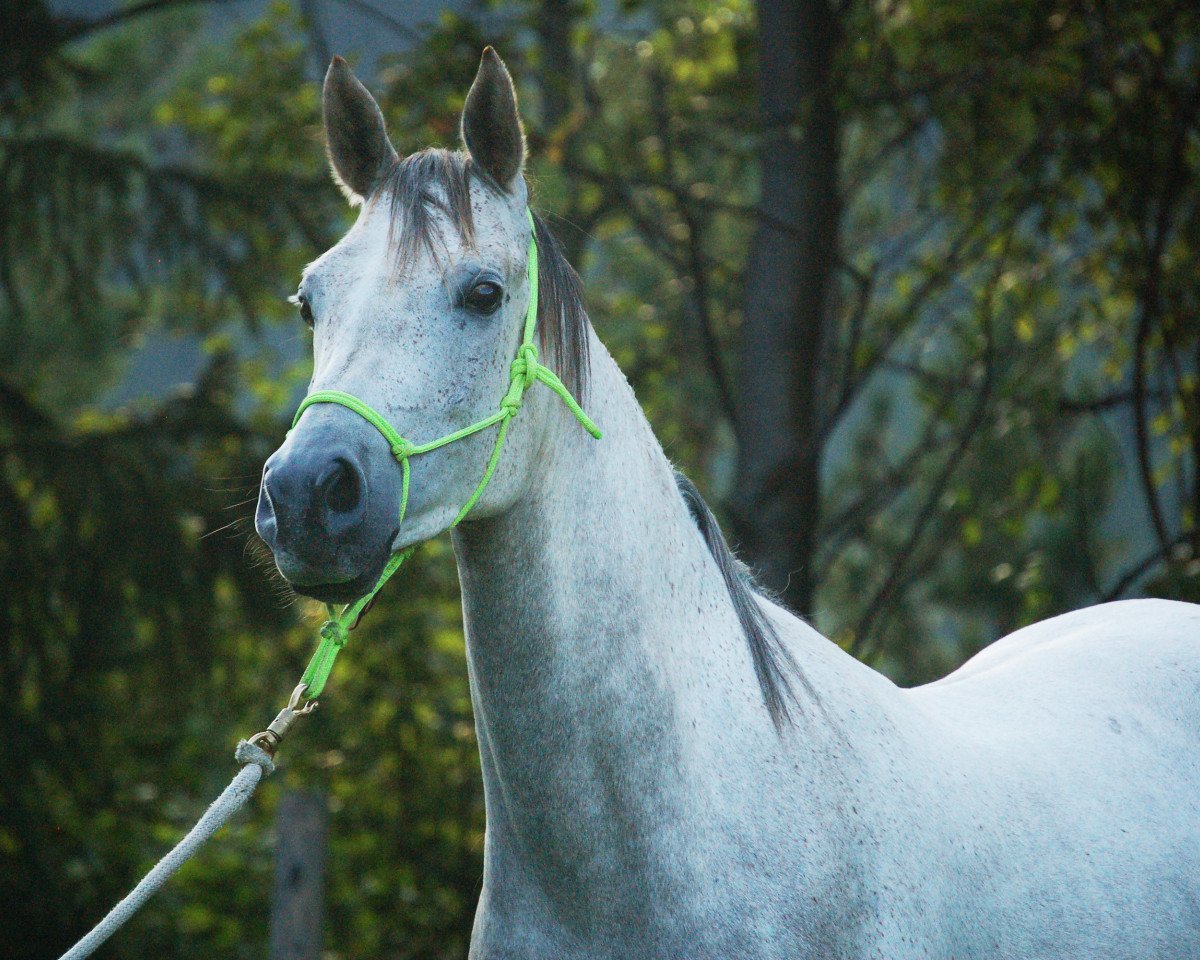 horse Fuego (Arabian purebred, 2012)