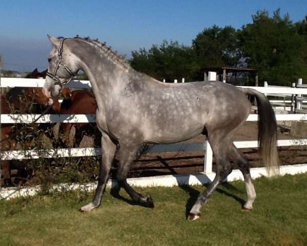 jumper Qasqai 7 (Holsteiner, 2011, from Quadros 3)