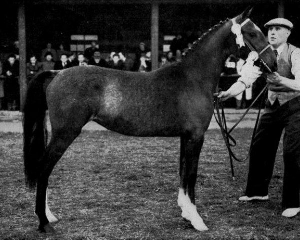 Zuchtstute Oakroyd Duchess (Hackney (Pferd/Pony), 1952, von Broompark Sir John) Zuchtstute Oakroyd Duchess (Hackney (Pferd/Pony), 1952, von Broompark Sir John)