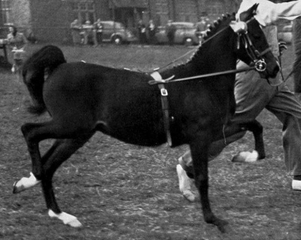 Deckhengst Earlswood Play Boy (Hackney (Pferd/Pony), 1956, von Oakwell Sir James) Deckhengst Earlswood Play Boy (Hackney (Pferd/Pony), 1956, von Oakwell Sir James)